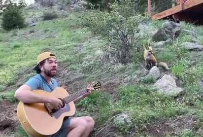Wild fox decides to hangout and enjoy some jams.