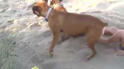 Dog revenge is best revenge!