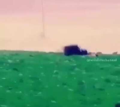 Охота на оленя с орлом