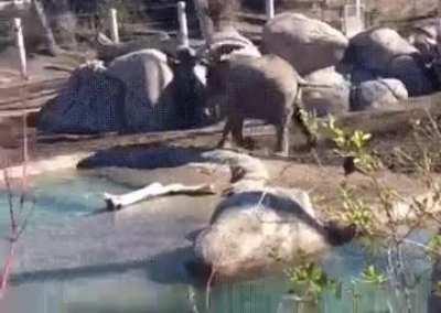 baby elephant vs goose epi battle