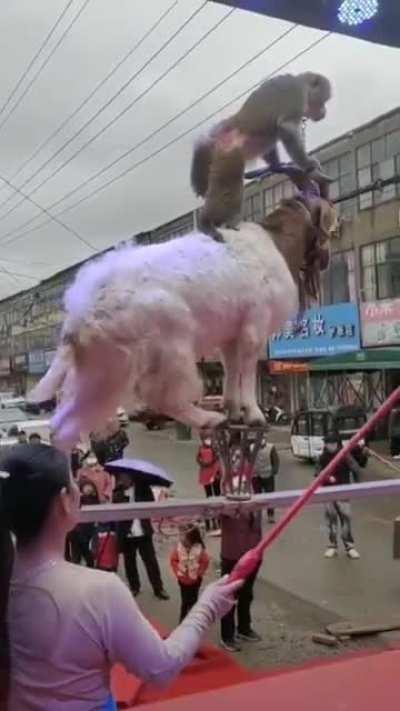 У нас в России сейчас такие живодёрские шоу запрещены, а Китай, мы видим, таких запретов не вводил.