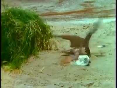 Xilxr: beware of humans, they pretend to be anything at any time.