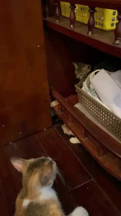 Watching the youngs playing with the dimension