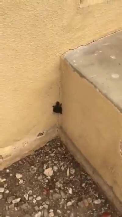 Мы не жалкие букашки....