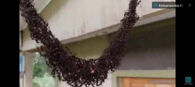 Army ants making a hanging bridge to raid a wasp nest. Any idea HOW exactly did they built that? 