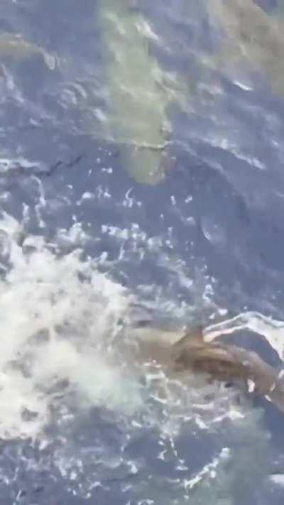 Throwing Meat from an offshore oilrig