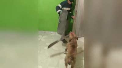MUCA TÔ TREINANDO O DOG QUE EU VOU DOAR PRA VOCÊ (se quiser já mando ele com o facão)👍