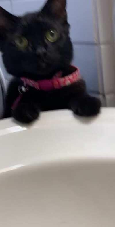 This helpful girl passed away last week. Here she is reminding me to wash my dirty paws.