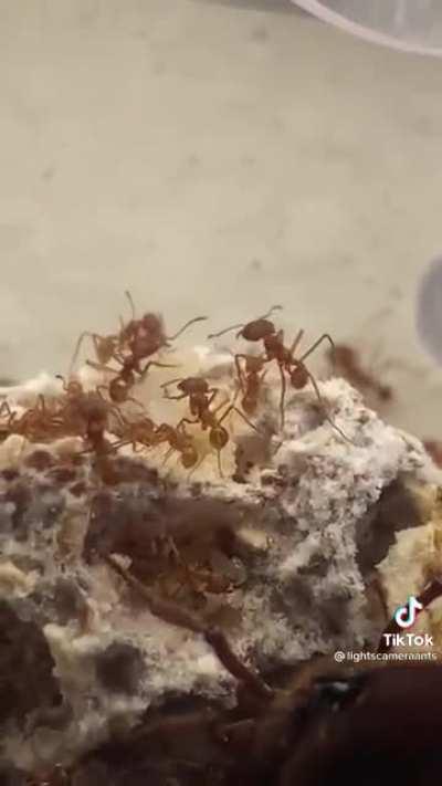 i didnt know ant queens got that big...