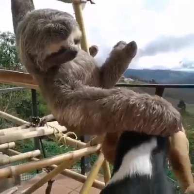 Chewie is a rescued sloth with his best friend!