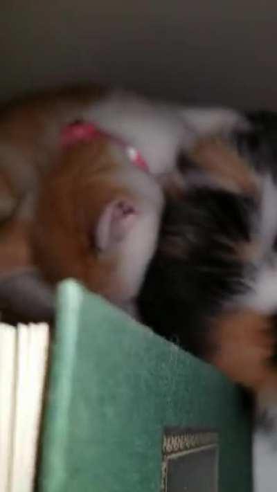 Found a cozy place to sleep!