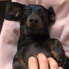 Please, Sir, I want some more.