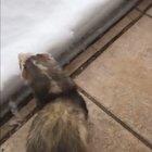 Little dudes first time experiencing snow!