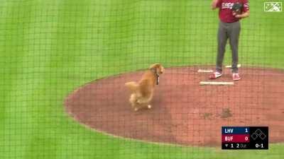 [Highlight] Rookie, the official bat retrieving dog of the Buffalo Bisons, ran onto the field a little to early, although still looking like a very good boy.
