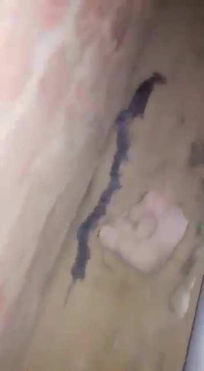 White tailed shrew mom leading her babies along in a tail train