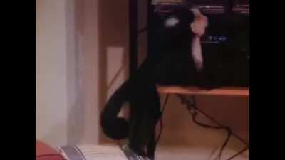 a shitty meme I made