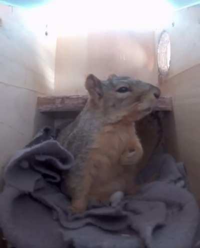 Emma the Squirrel Grabs Her Heart After Being Startled