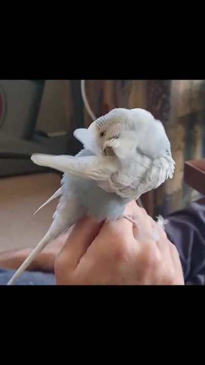 Lil' Grey Guy do a big preen