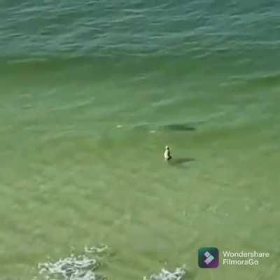 Lone hammerhead shark near the shore