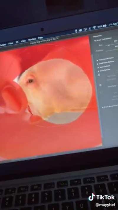 Also belongs to r/TIHI