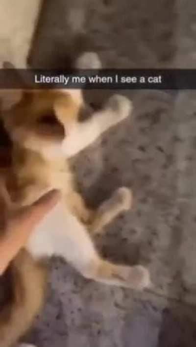 oooooooh cat for me?