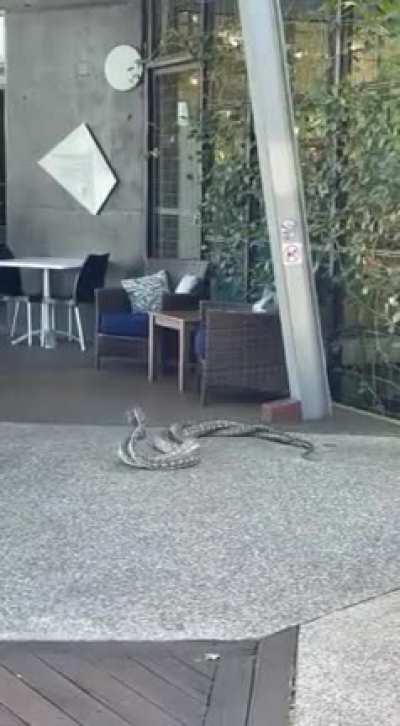 *Snake Jazz Intensifies *