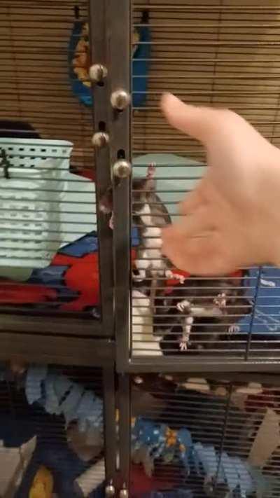 Guess which one likes me the most