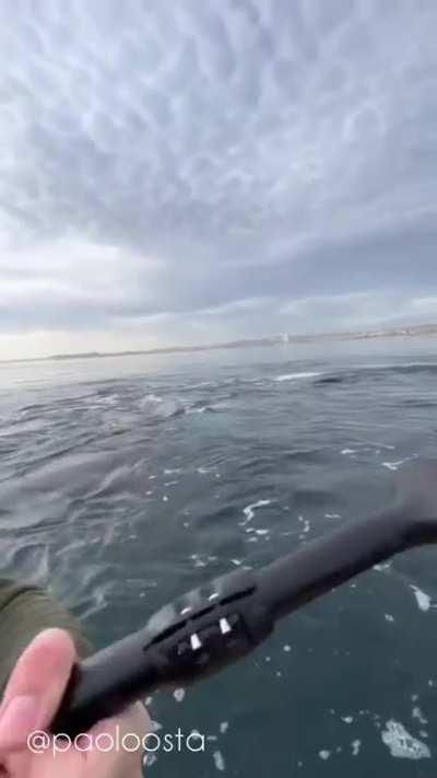 Beautiful moment when a friendly Whale suddenly appears and says hi - Puerto Madryn, Argentina