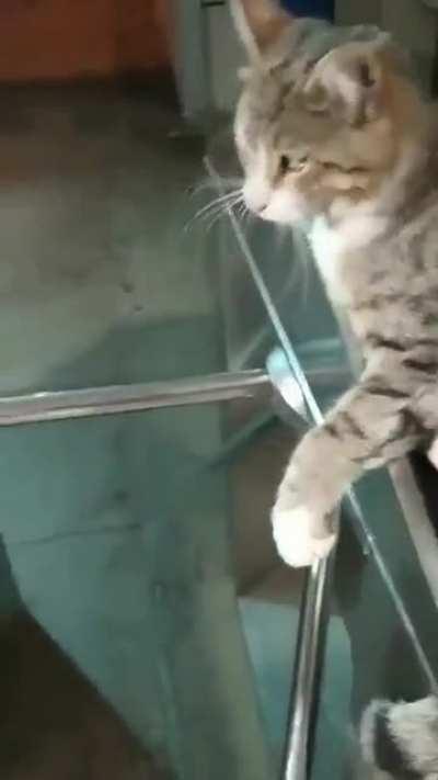 Please Mrs.Meow, I have to catch the ferry.