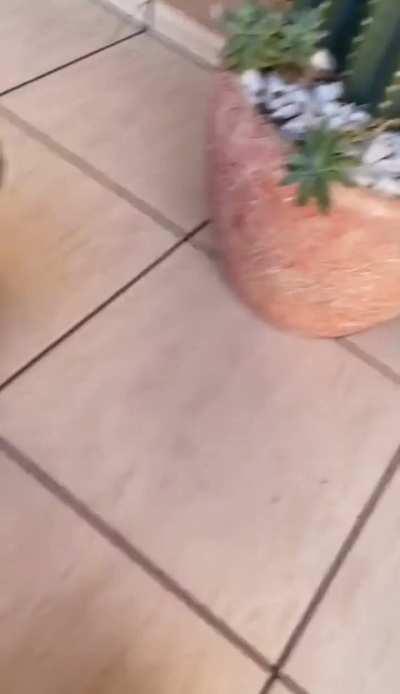 Girl in great suffering because she cannot eat a stone