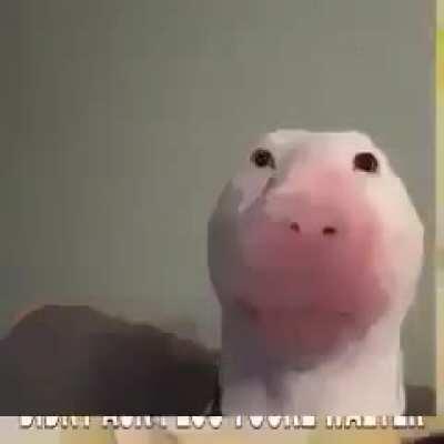 Lo encontré en mi galeria