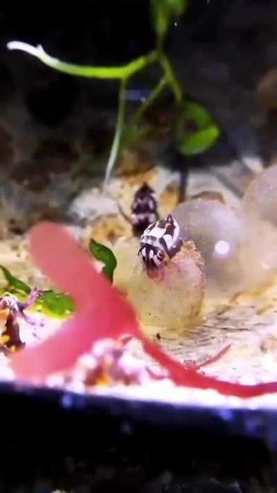 My octopus people need me