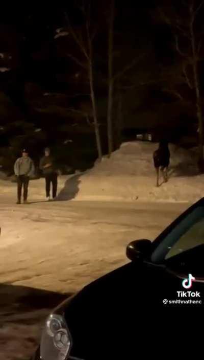 Moose attacks NOT without warning.