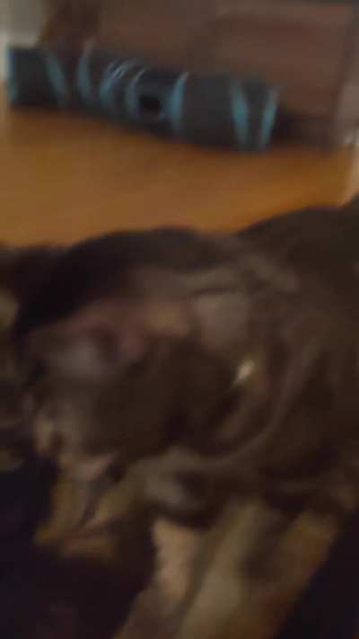 Mr. Biscuits sure is noisy tonight