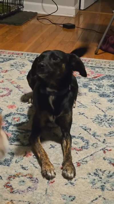 Can someone translate what my dog is yelling at me about? She's got many vocalizations.