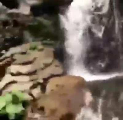 baby elephant enjoying under the water fall