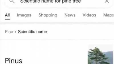 Genre: idk probably oriental music?