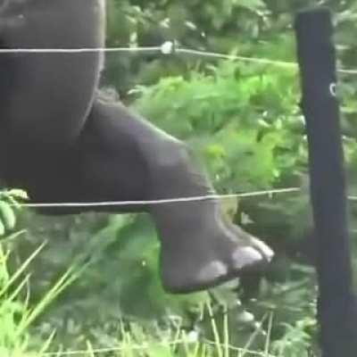 Elephant testing if the fence is electrified before breaking it