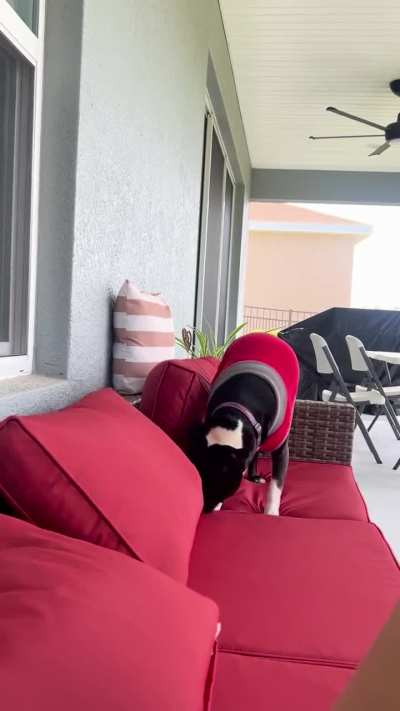 Biggest pillow hater