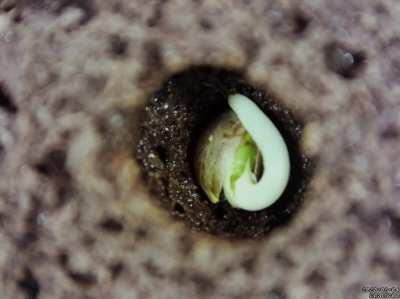 Humboldt Dream - HSC