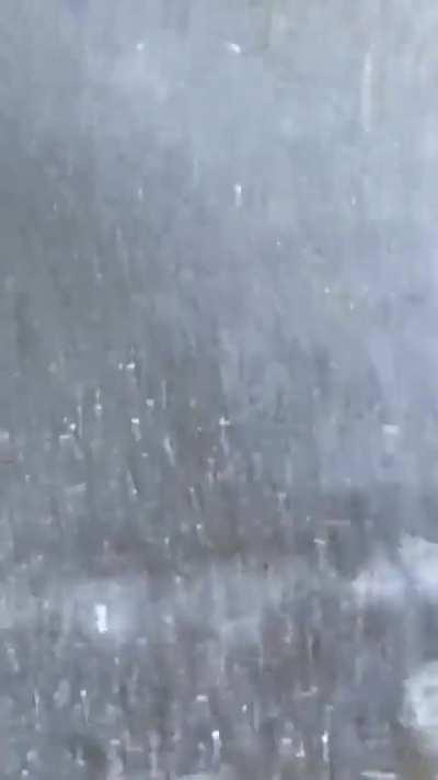 Red Fox loses its meal to a Bald Eagle