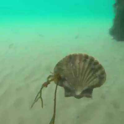 🔥 This is how scallops swim