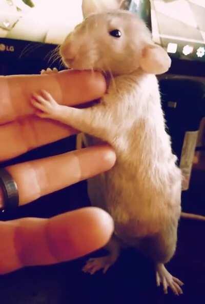 Willow. Heartbreakingly sweet.