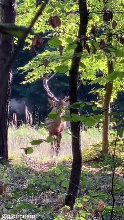 🔥 Remarkable encounter with a Red Deer in Poland