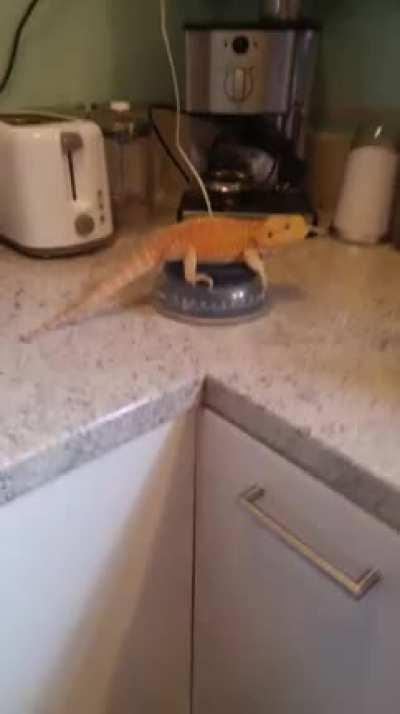 This is Taniwha and she's a goober ❤️