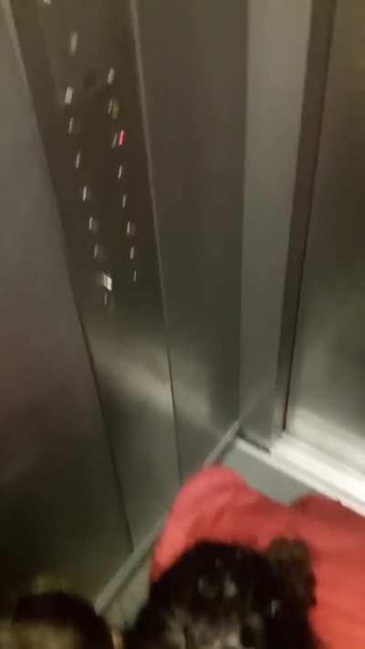 3 sluts in an elevator