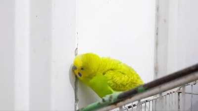 My budgie Forest chirping and singing to the wall!! 💚