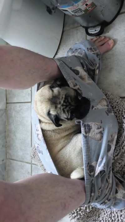 Huey P. Heckpup won't let me get up 🙄