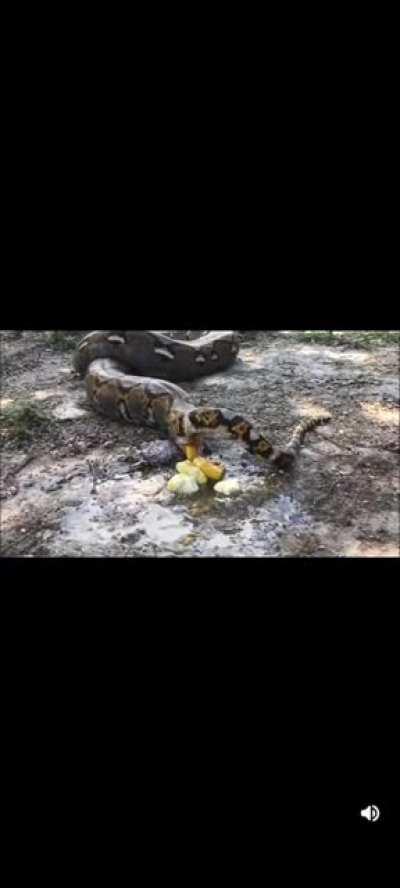 Constipated snek (with sound!)