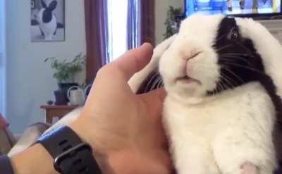 Rabbit learns he’s adopted. I can’t stop laughing send help